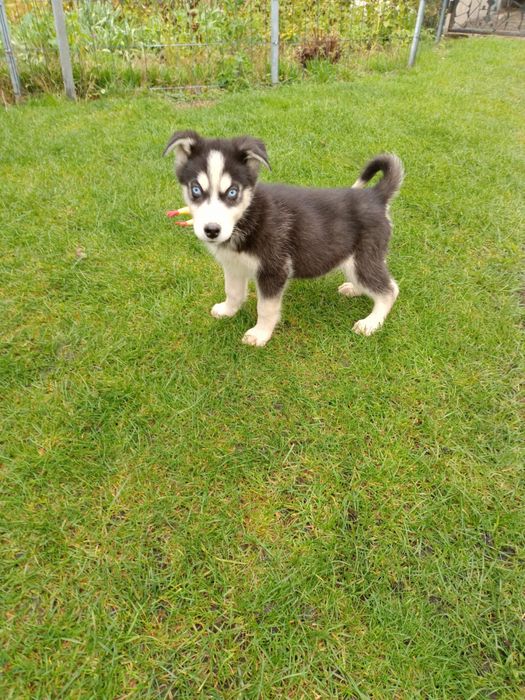 Syberian Husky- Niebiesooki