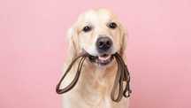 Dog Walking / cuidadora de cães