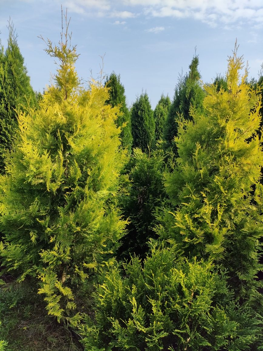 Tuje szmaragd, tuja AURESCENS żółta wysokość 250 cm w cenie 130 zł.