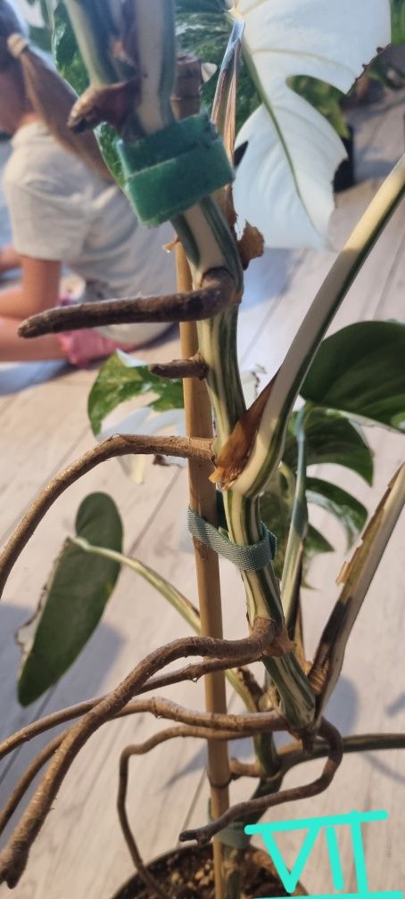 Monstera variegata 13 liści
