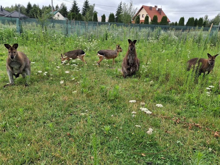 Sprzedam parę pięknych kangurów walabia z hobbystycznej hodowli.