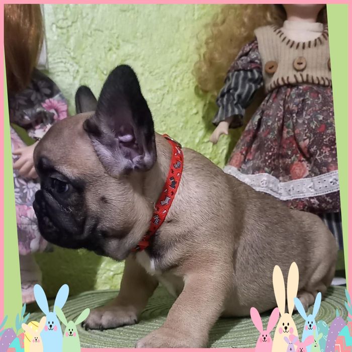 Прекрасні бульдожатка