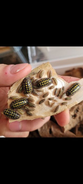 Armadillidium gestroi isopody prosionek cubaris isopod porcellio