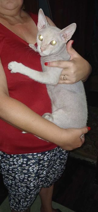 Кот сфинкс 1.5года