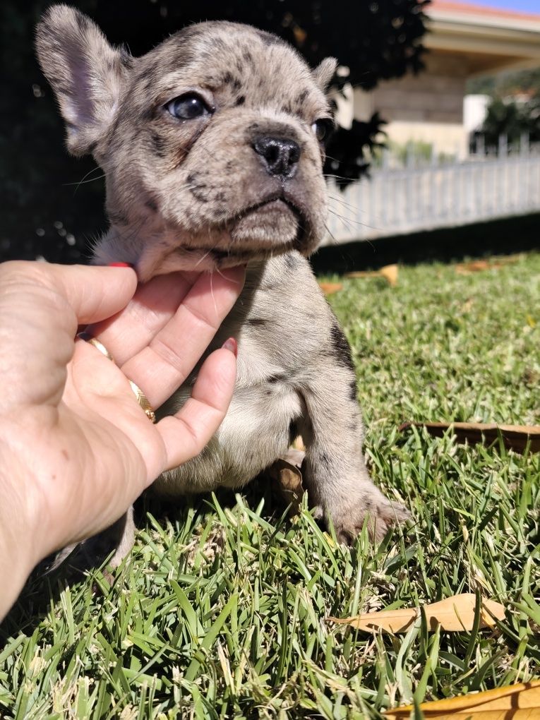 Bulldog  merle macho
