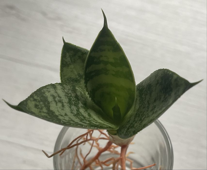 Сансевієрія ханні (сансевикрия)