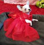 Chihuahua miniaturowa sunia