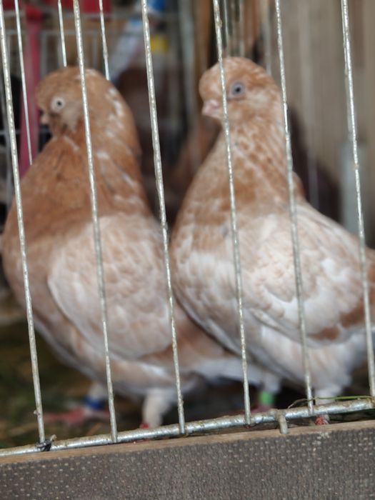 Gołębie sowy. Long face