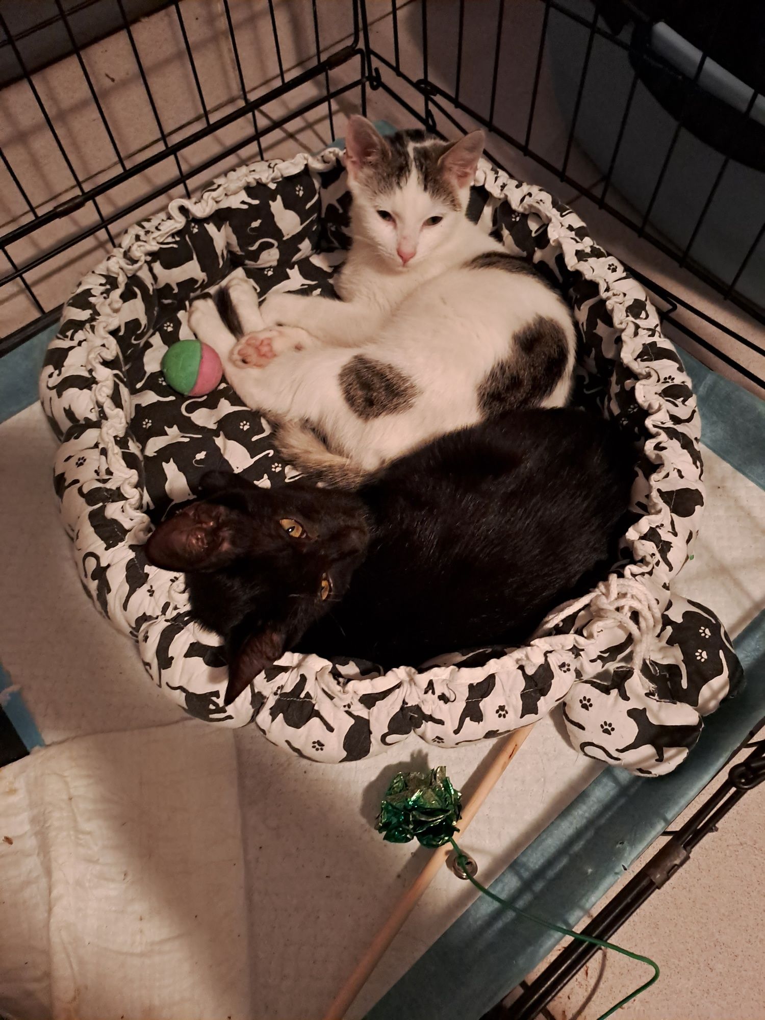 Kociczka do adopcji