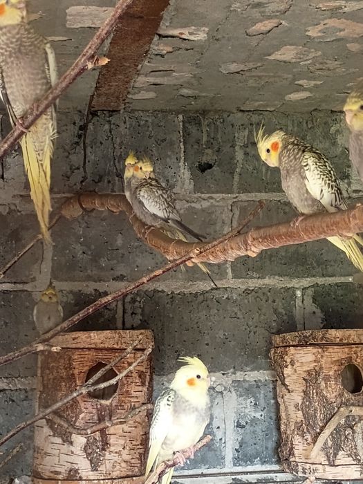 Sprzedam młode papugi nimfy