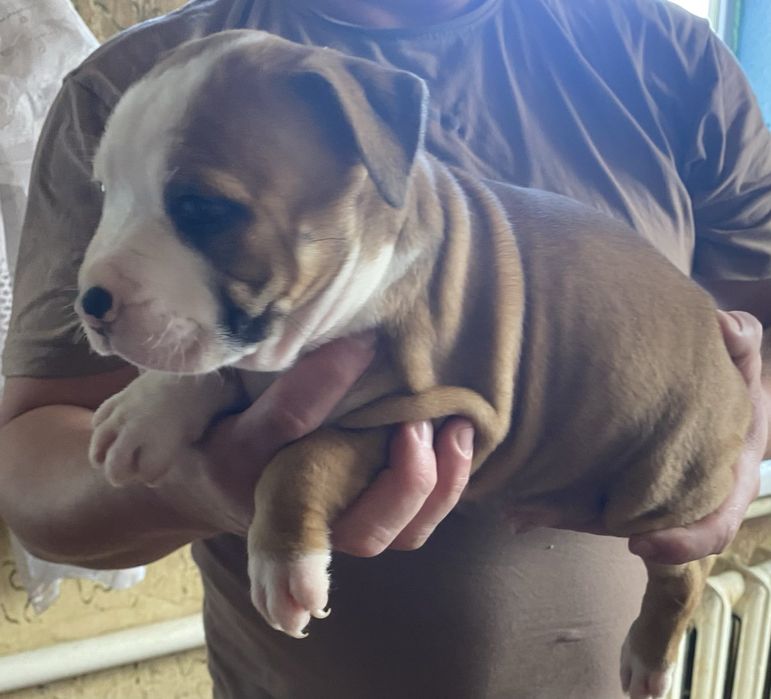 Цуценята американського стаффордширського тер'єра