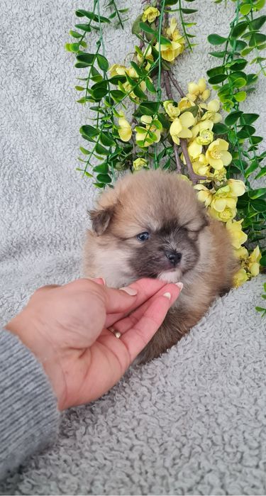Estupenda mini Lulu da Pomerânia / Spitz Alemão Anão de Qualidade