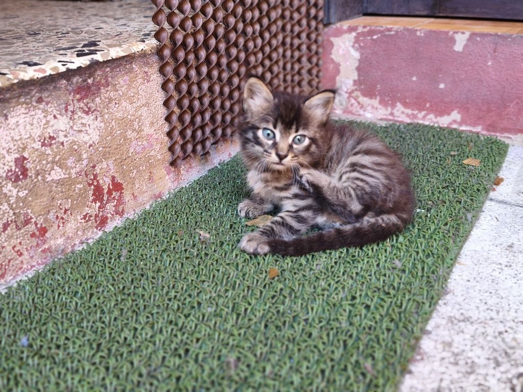 Da se gatinhos bebés para família responsável