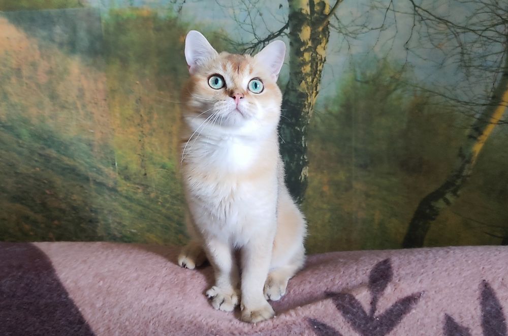Золотий британський котик