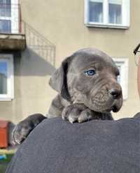 Cane Corso Italiano