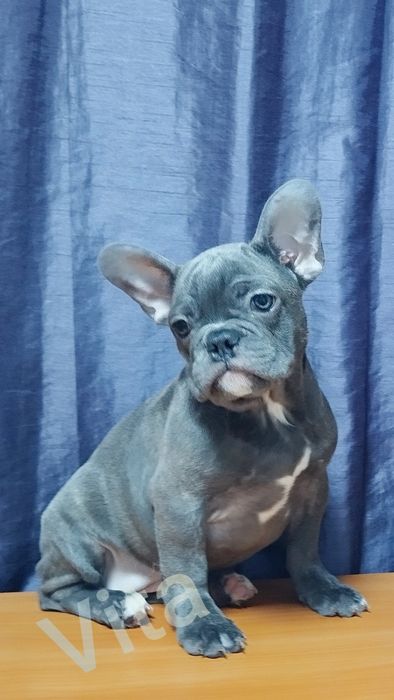 Французька булочка блакитного окрасу.