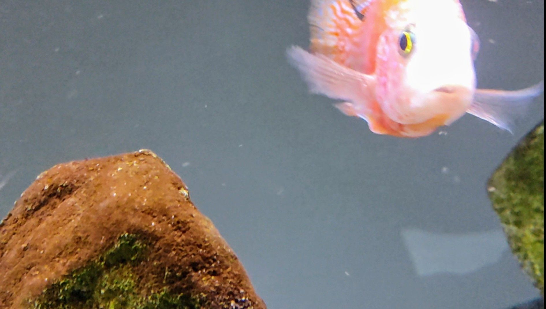 Aulonocara Dragon Blood Macho