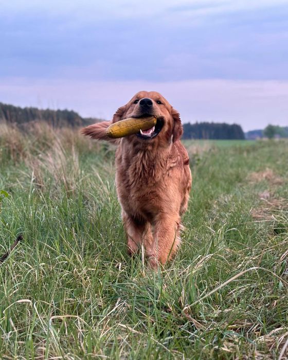 Golden Retriever FCI zapowiedź miotu. Wiosna 2026r.