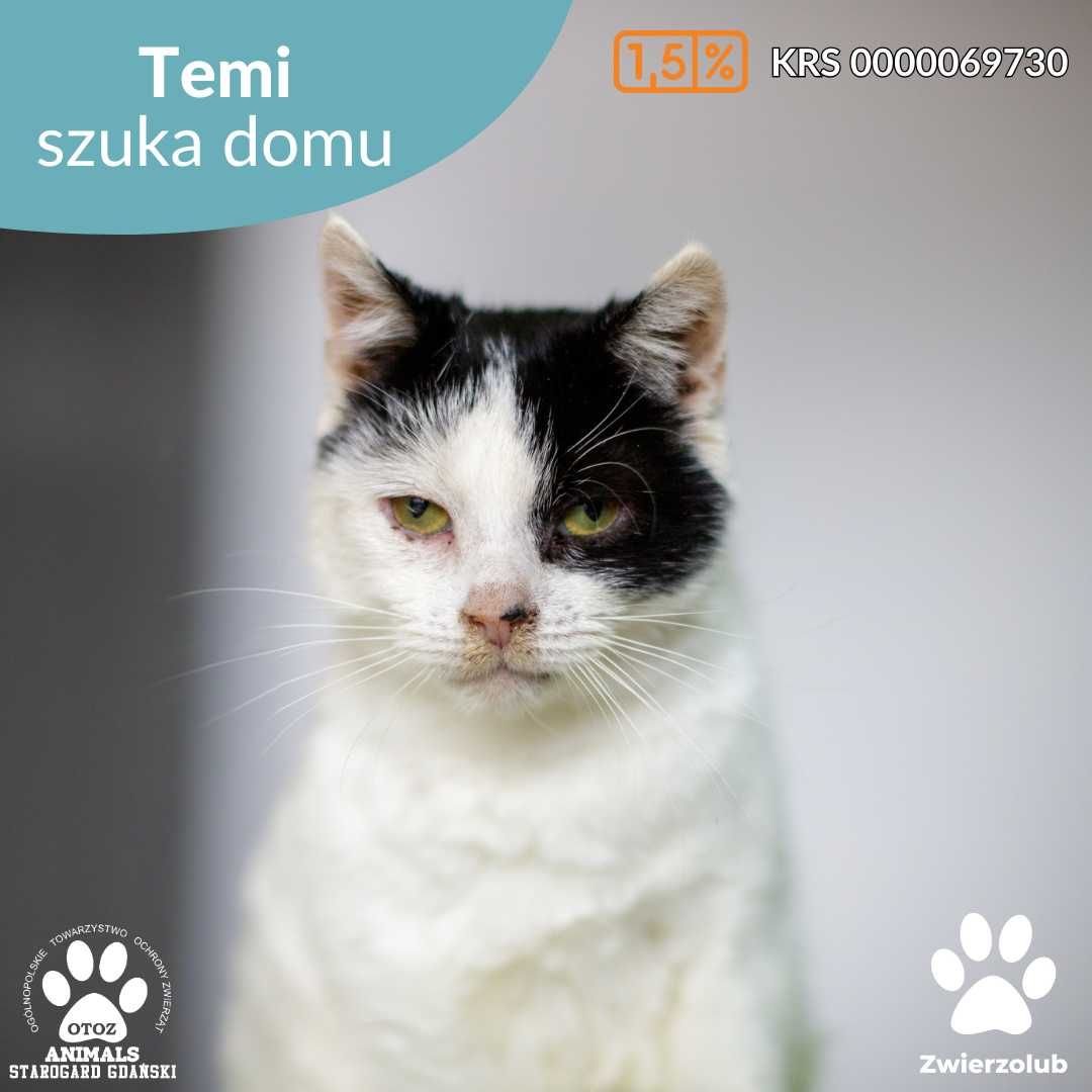 Kotka Temi szuka domu