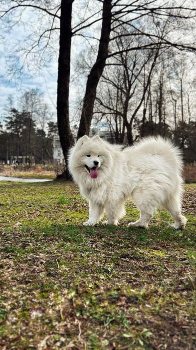 Samoyed z uprawnieniami ZHPR UCI
