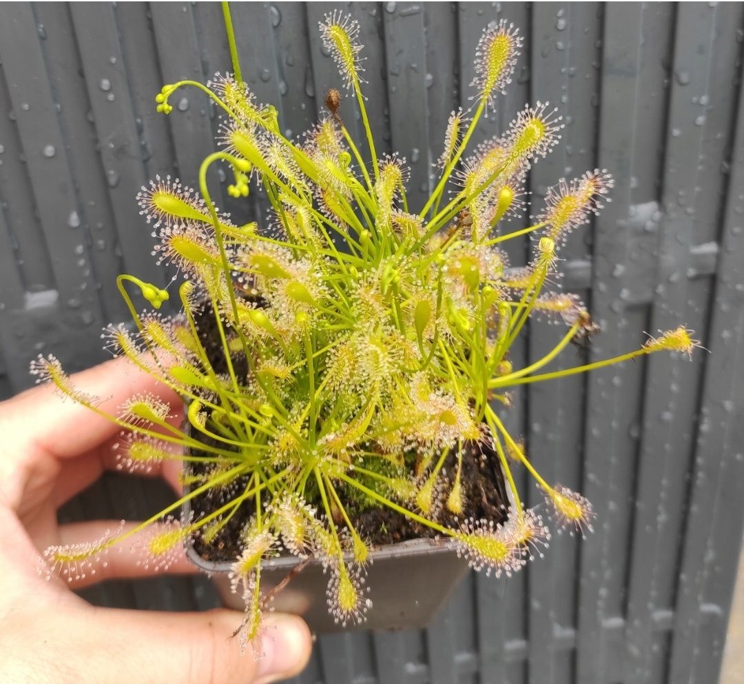 Nasiona rosiczki rosiczka Drosera intermedia AF x30