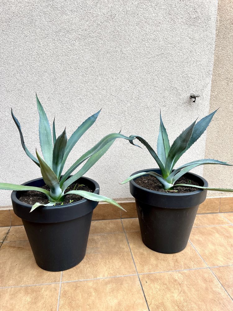 AGAWA (agave deserti var. simplex)