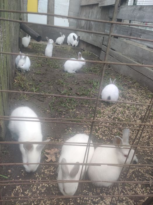 Króliki kalifornijskie 8 tygodni