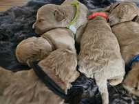 Bichpoo hybryda ras -,pudel toy chiny, bichon frise..