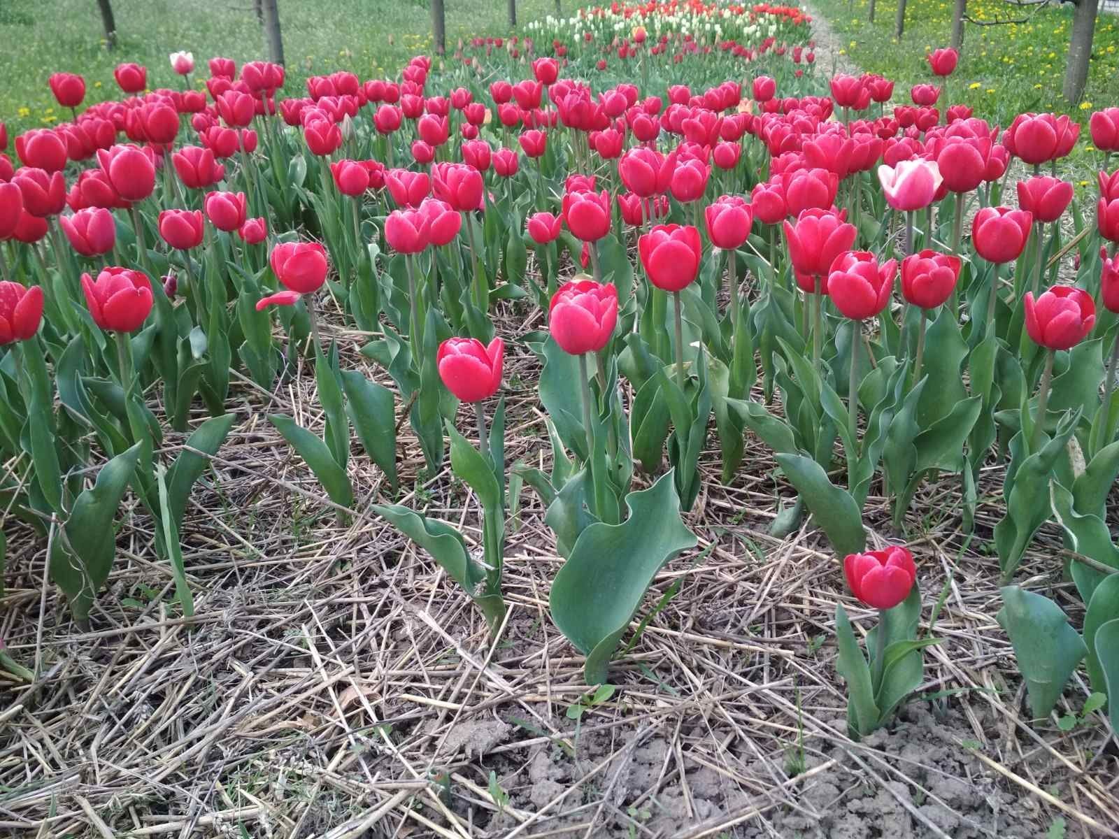 Тюльпан  цибулина 12+ квіти Вигонк