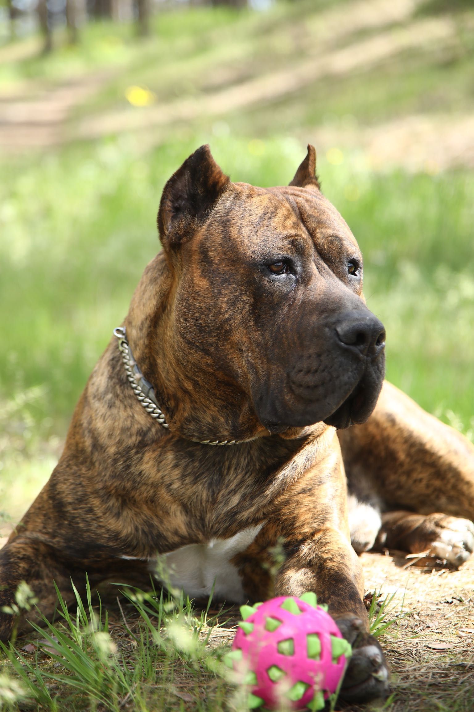 Вязка Канарский Дог Presa Canario