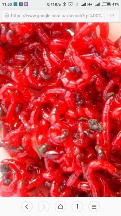 Опарыш длительного хранения, мотыль, пинка, червь