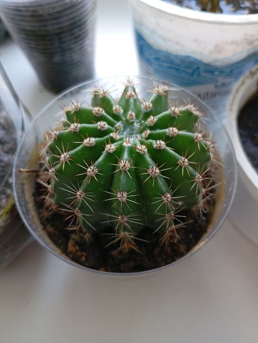 Філодендрон лайм, папірус, н-джой, каланхоє