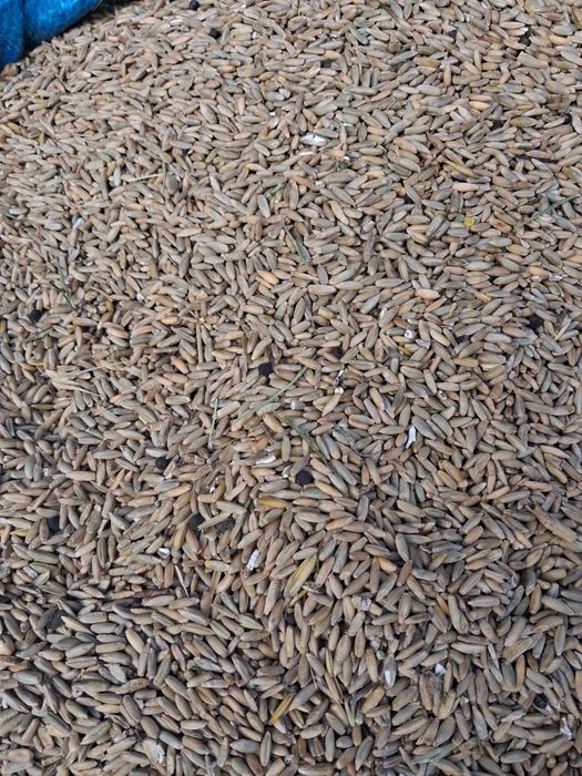 Żyto paszowe mam do zaoferowania ok 600 kg