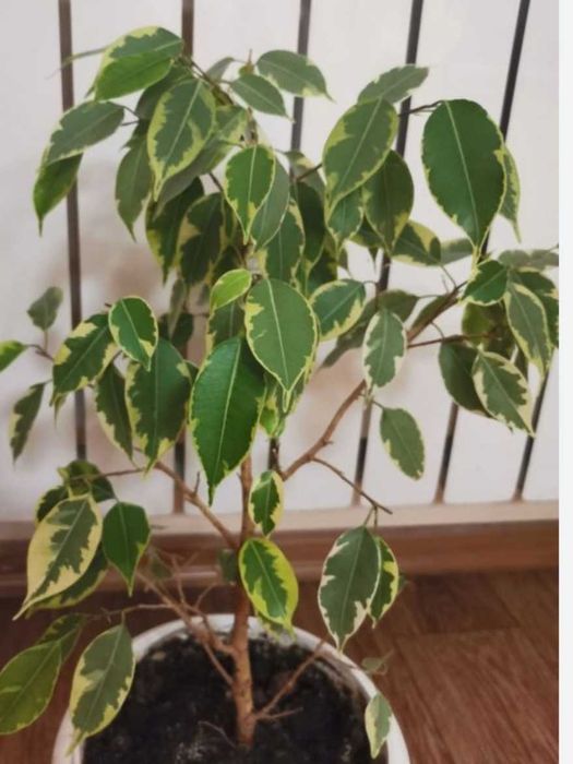 Продам комнатные растения