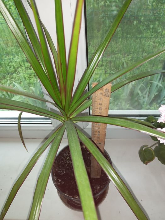 Кімнатні рослини. Продаж.