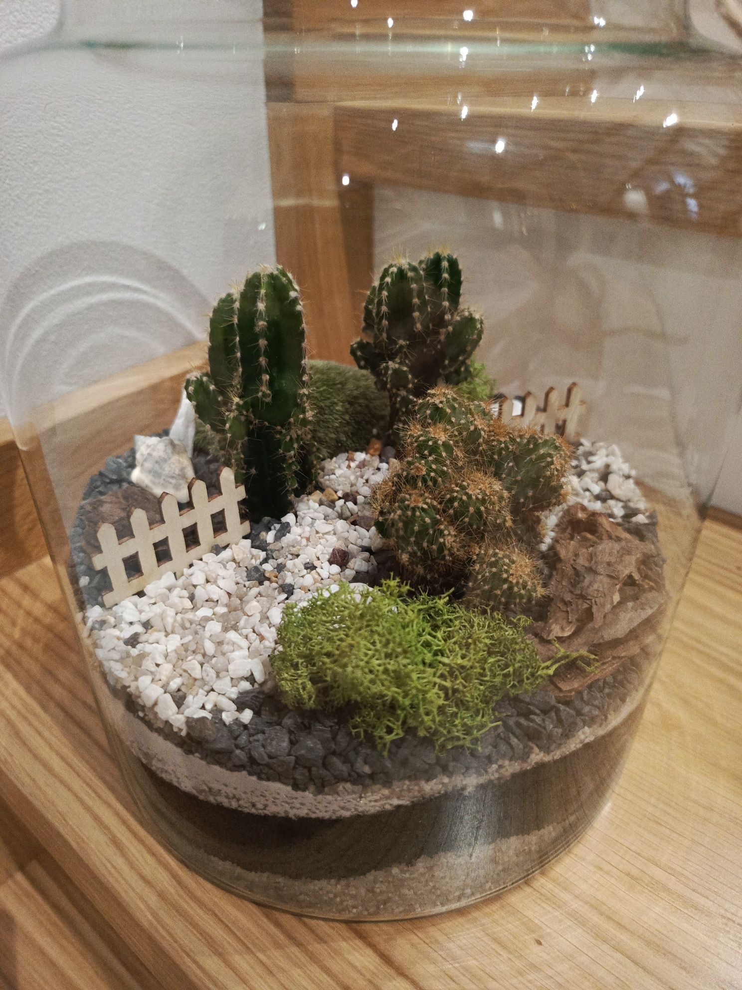 Kaktusy w szkle las w słoiku XXL duży