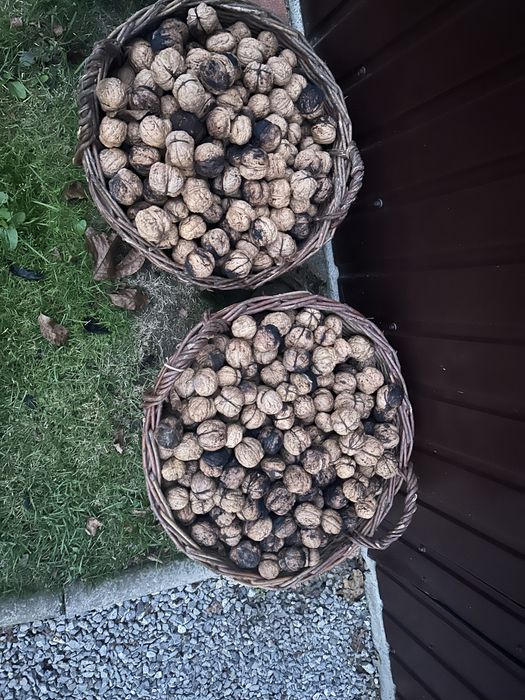 Orzechy jacki 2025 świerze