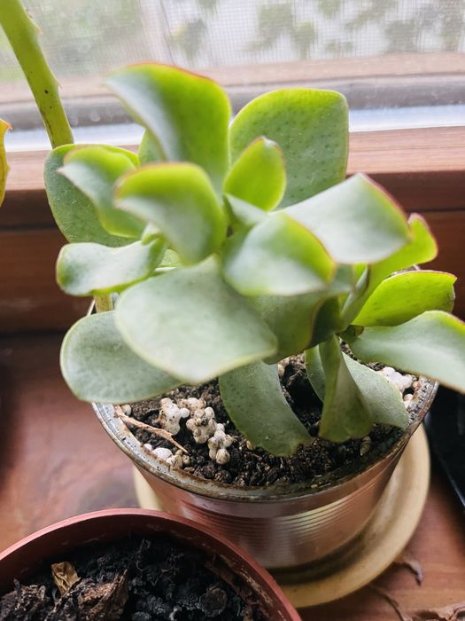 Красула «Голубий птах» грошове дерево