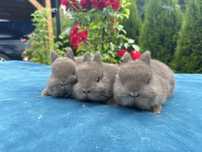 Karzełek Niderlandzki, Teddy, Mini Lop, Baranki Królik Króliki