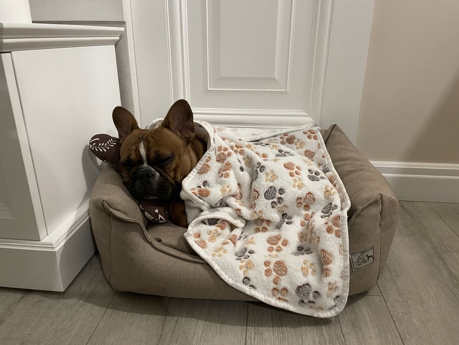 Вязка французкий бульдог