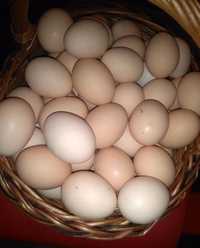 Swojskie domowe jajka 1zł szt również jaja Gęsie