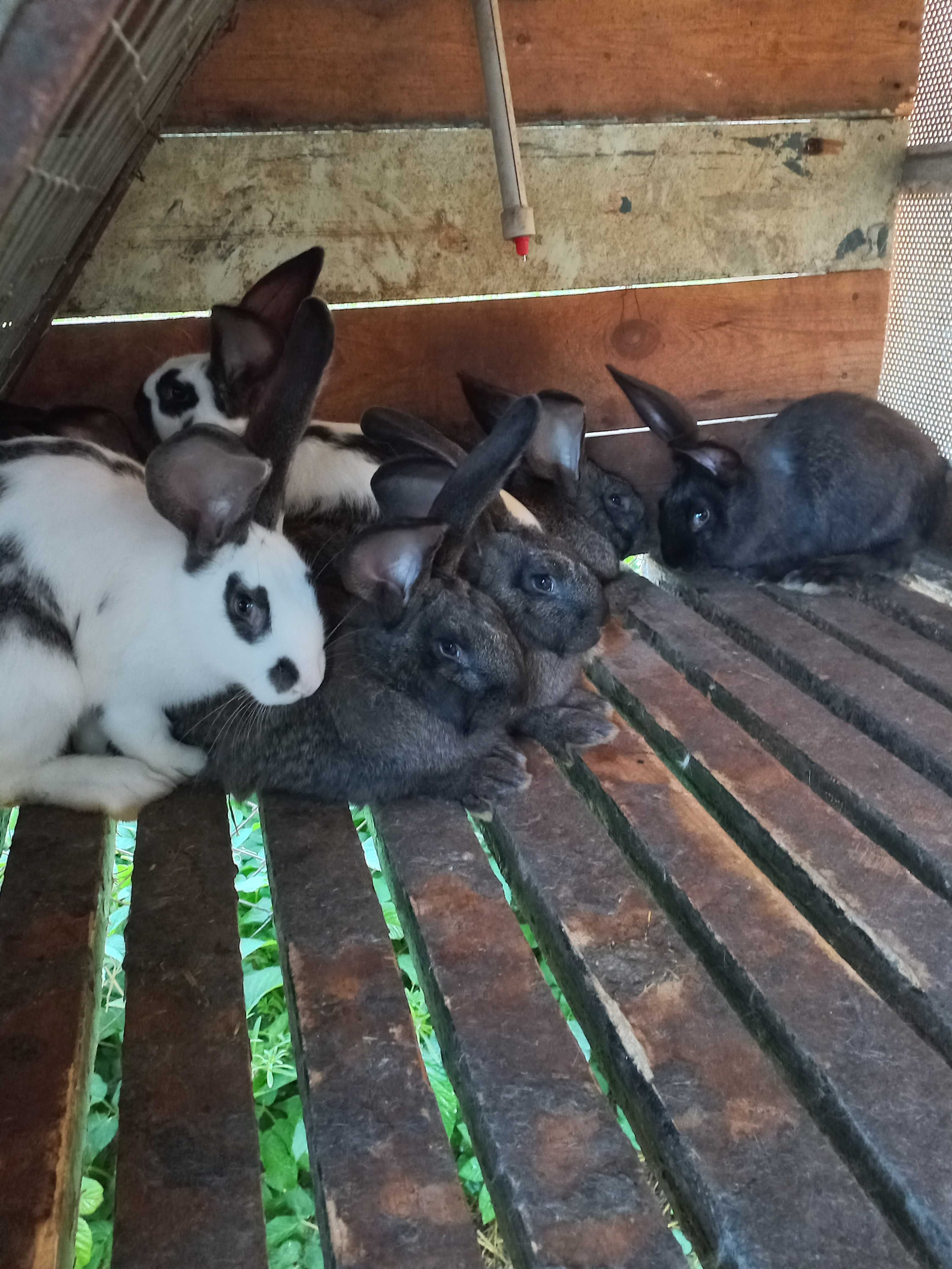 Продаж кроликів (ферма)