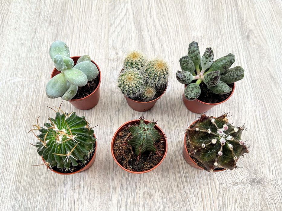 Суккуленты (Адромискус, Пахифитум, Эуфорбия, Кактусы)