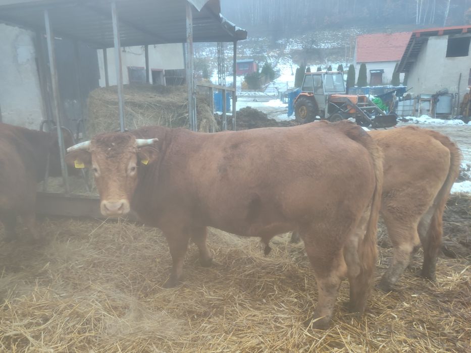 Byk rozpłodowy limousine