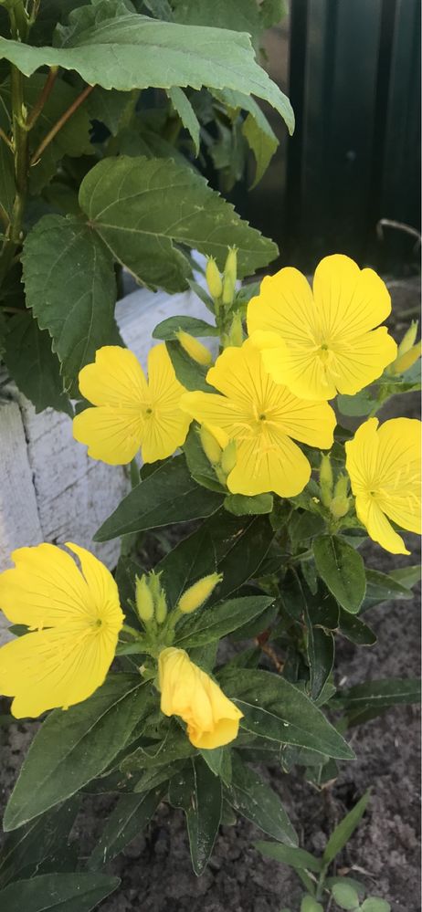 Продам рассаду энотера желтая цветов многолетних