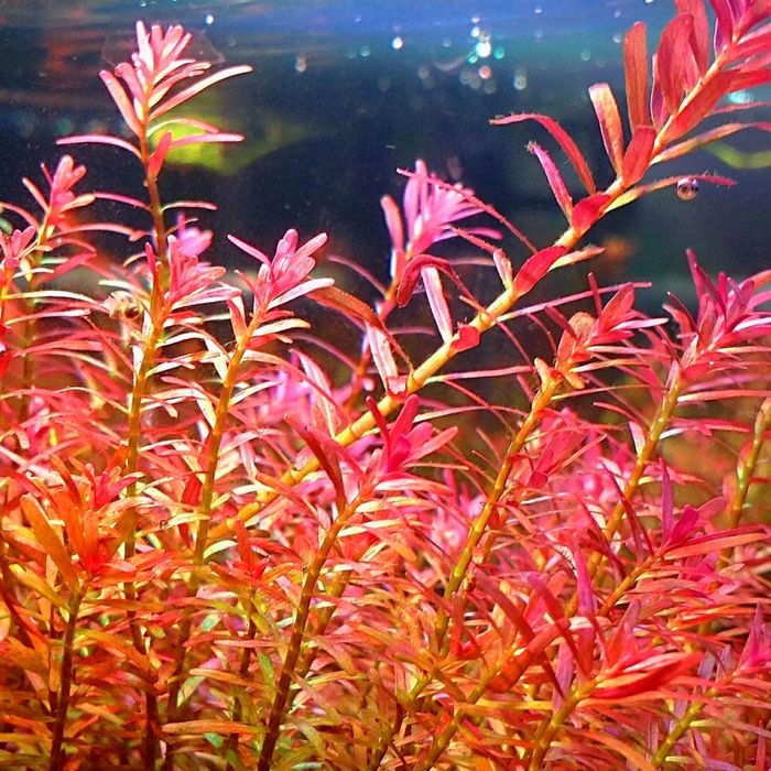 Planta Rotala Red