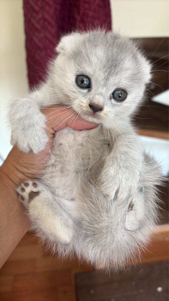 Котики      Британці