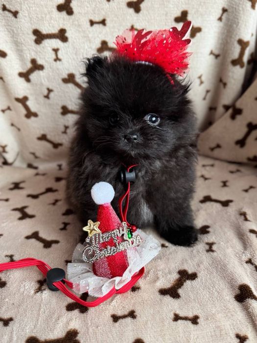 Кремові та чорні цуценята шпіц