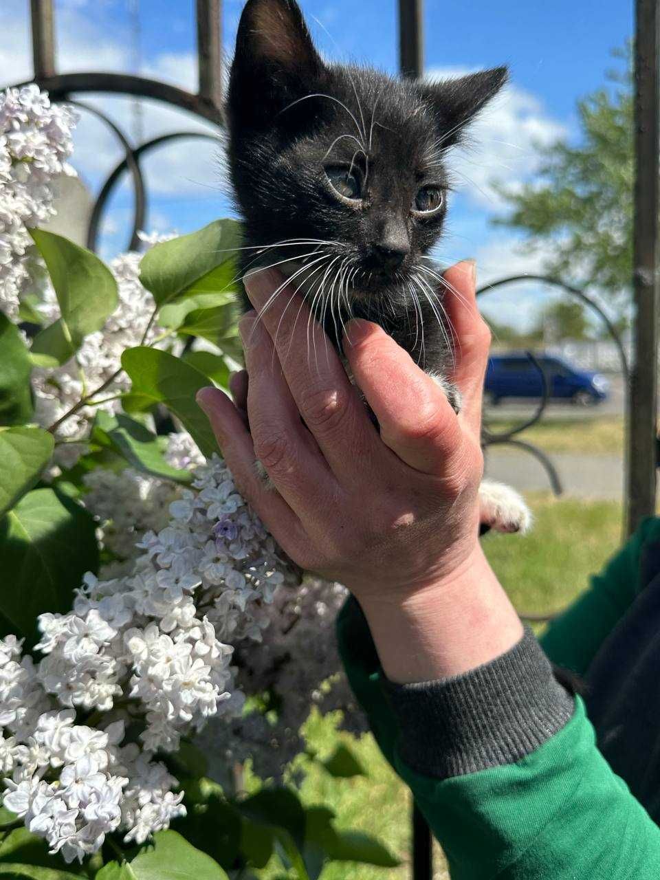 Кошеня, 1,5 місяців. Хлопчик. В надійні та люблячі ручки.