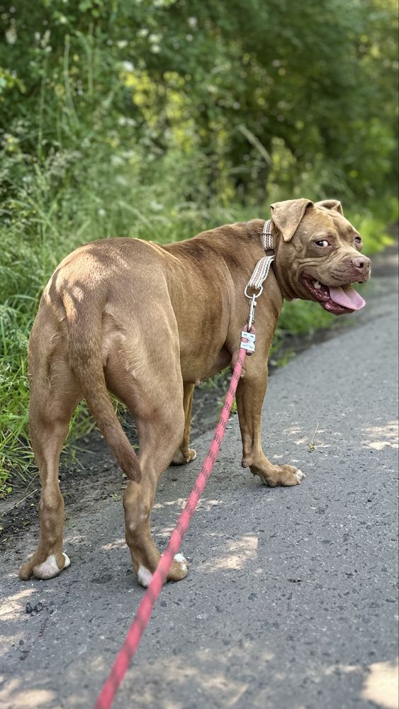 Nieśmiała Dolly w typie pitbulla szuka dobrego domu